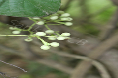 Anamirta cocculus